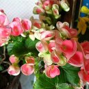 바이올렛 이미지