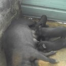 초야농장 이미지