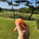 여주-0111 이미지