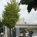 갈마곡교 간이화장실 | 대전 갈마동 분좋 맛집 애프터글로우 후기 뇨끼필수✨