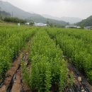 창수농장 이미지