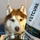 두루동물병원 | 강아지 중증 식이알러지 케어를 위한 선택, 벳큐어 USF Premium 급여 후기