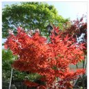양평 추읍산(12. 5. 5)