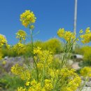 낭도 꿈뜰펜션 이미지