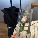 두건목장 | 찍으러 제주도! 스냅 장소(오라동메밀밭, 성이시돌목장), 팔레트제주 헤메샵, 칠돈가 애월맛집과 소길채...
