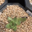 샐리가든 이미지