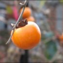 가을이네 이미지