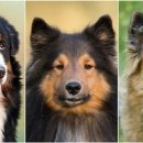 개들의성 이미지