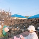 굿모닝 관광펜션 | 제주도독채펜션, 북촌사사공일 숙소 단독 가족 스테이 풀빌라 여행 동쪽