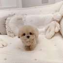 토이주니