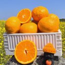 서귀더부티크 | 제주 감귤 타이벡 타이백 노지 하우스 밀감 제철과일