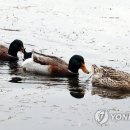 청둥오리 이미지