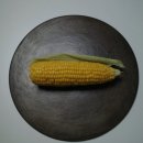 수아민박 | 2024년 봄과 여름에 제주 리틀포레스트를 다녀간 손님들