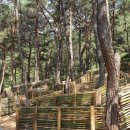 구례소나무정원 이미지