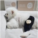 주식회사 카브 | [공구마감] 마요펫 강아지 슬개골 중저주파 EMS 보조기구 저렴하게 겟하세요 7일간