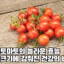 방울토마토의 놀라운 효능 이미지