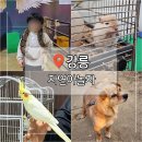 자연아 놀자자연생태탐험대 | 강릉 가볼만한곳 추천 강릉생태체험박물관 자연아놀자 이색체험
