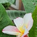 플루메리아
