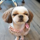 멋내는 애견 이미지