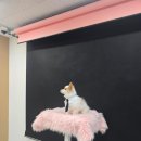 협동동물병원 | [일상] 천안반려동물사진, 반려동물 사진관 레드셔터 천안불당점 강아지 사진 촬영 후기