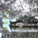 메트로타워1 | 벚꽃 명소, 입장료, 입장 시간, 후기, 벚꽃 구경🌸, 중부전력 미라이 타워(TV 타워) 사진 스팟, 야경...