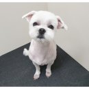 더바름동물병원 이미지