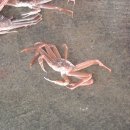 울진대게 - 달서구 학산남로 90 | 울진대게