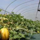 권오선농장 이미지