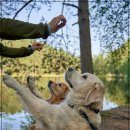펫시터(반려견) 자격증 과정 이미지