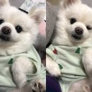 헬로우동물병원 이미지