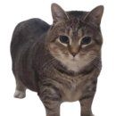 마인드 관광호텔 | 2025 소피텔 앰배서더 서울 호텔 동계 현장실습 후기 (합격부터 실습까지)