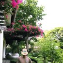 비고리조트 2 이미지