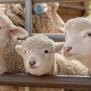 플러스목장 이미지