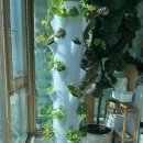 가든타워 | 가든타워 수경 재배 후기 - 집에서 샐러드 채소 키우기