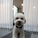 펫살롱케이 이미지