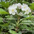 산사나무 야생화를 찾아서(107) 대전한밭수목원 이미지