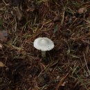 하얀버섯 이미지