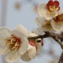 노루목향기 이미지