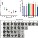 부세의 Amyloodinium ocellatum 이미지