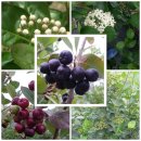 국선농장 이미지