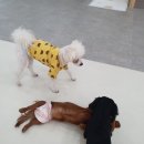 살랑살랑 멍치원 이미지