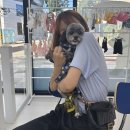 우쭈쭈플렉스 강아지 미용 이미지