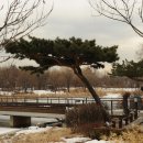 호수와 소나무 이미지