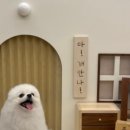 도그애견샵 이미지