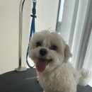 유어펫 살롱 네이버블로그