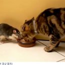 쥐와 야합한 고양이 [송재소] 이미지