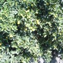 낑깡이랑 이미지