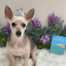 뉴데이 반려견 미용실 이미지