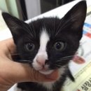 홍익동물병원 이미지