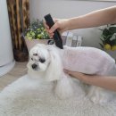 그루밍솔 | 강아지 고양이 바리깡 추천, 퍼피컷 저소음 방수 이발기 실제 사용 후기